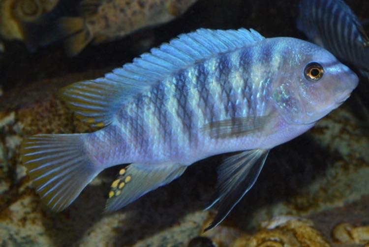 Labeotropheus fuelleborni 'Chimwalani Reef'